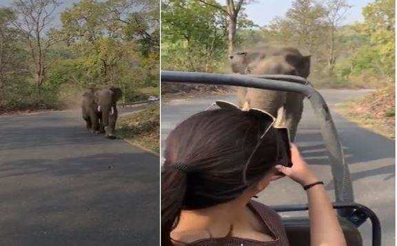 रामनगर | पर्यटकों के पीछे पड़ा टस्कर हाथी, मची अफरा-तफरी, देखिए वीडियो