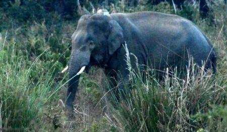 उत्तराखंड | ट्रेन के रास्ते में जंगल से आ धमका हाथी, यात्रियों में मची भगदड़