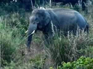 उत्तराखंड  | श्रद्धालुओं के दल पर हाथी ने किया का हमला, एक की मौत