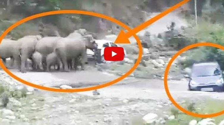 उत्तराखंड | पर्यटकों की कारों पर हाथियों का हमला, सामने आया हैरान करने वाला वीडियो, देखिए