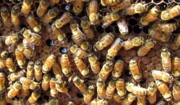 उत्तराखंड | बीच सड़क पर मधुमक्खियों के झुंड ने बोला हमला, 6 लोग अस्पताल में भर्ती