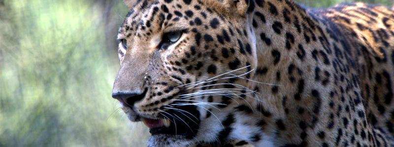 नैनीताल जू में बढ़ेगी जानवरों की संख्या, पर्यटकों को लुभाने की कवायद में जुटा जू प्रशासन