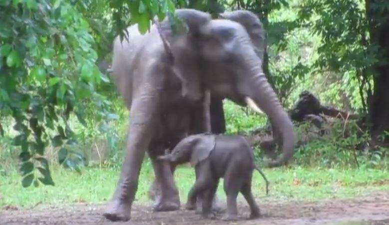 जन्म लेने के 20 मिनट बाद नाचने लगा हाथी का बच्चा, देखिए दिल छू लेने वाला यह वीडियो