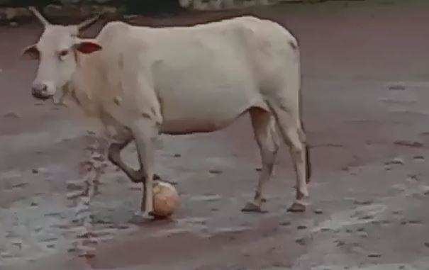 वीडियो | कभी गाय को फुटबॉल खेलते देखा है, यहां क्लिक कर देखिए