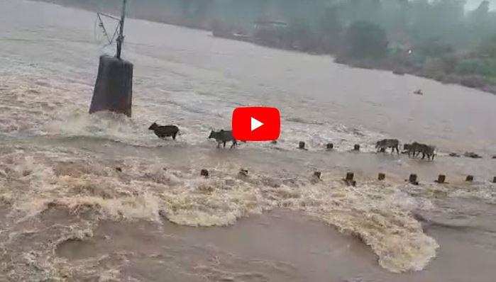 उफनती नदी को पार करने की कोशिश में एक- एक कर बह गई कई गायें, देखिए वीडियो