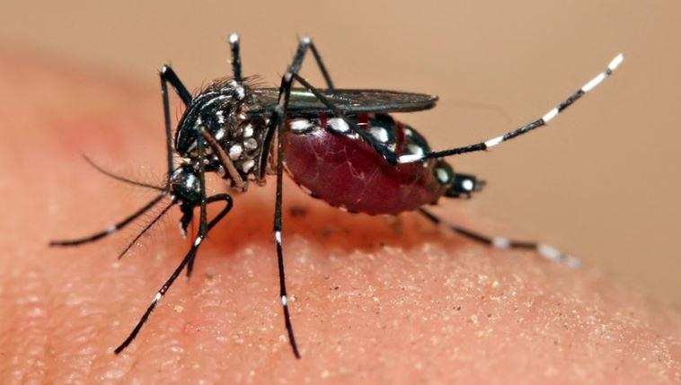 उत्तराखंड में गहराया डेंगू का डंक, मुख्यमंत्री के विधानसभा क्षेत्र में एक युवक की मौत